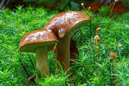 闪光性坏蛋蘑菇荒野干燥剂苔藓饮食照片宏观森林食物季节菌类图片