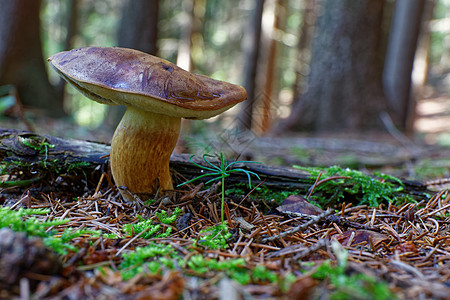 闪光性坏蛋蘑菇宏观荒野季节干燥剂森林木头菌类照片苔藓饮食图片