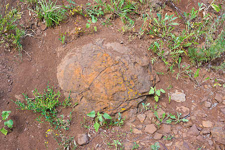 在俄罗斯伏尔加格勒地区区村附近发现了埋在地下的恐龙蛋记忆中的石层图片