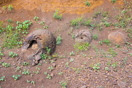 在俄罗斯伏尔加格勒地区区村附近发现了三个类似于一种形式恐龙蛋的石层图片