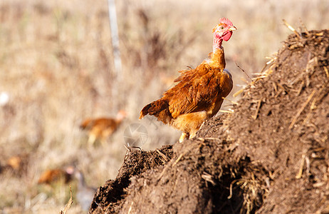 紧紧贴在一具铺着的母鸡上家禽畜牧业场地农家院国家农场动物土地草地配种图片