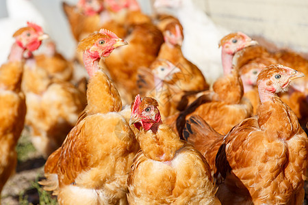 鸡群在有机繁殖的一片鲜绿绿草地上自由游荡农场生产母鸡农家院场地动物食物羽毛农业公鸡图片
