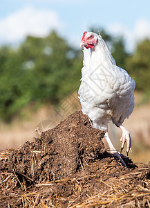 紧紧贴在一具铺着的母鸡上房子公鸡土地畜牧业饲养员食物羽毛家禽粮食自由地图片