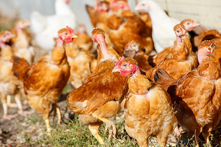 鸡群在有机繁殖的一片鲜绿绿草地上自由游荡母鸡动物农村农业粮食公鸡家禽国家自由地农民图片