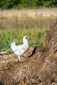 紧紧贴在一具铺着的母鸡上国家家畜自由地草地食物农场房子动物羽毛农家院图片