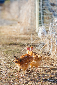 鸡群在有机繁殖的一片鲜绿绿草地上自由游荡食物房子公鸡农场畜牧业生产粮食农家院配种动物图片