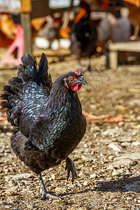 紧紧闭着一只鸡鸡 在一片鲜绿的绿地上自由游荡畜牧业农民农村家禽场地草地母鸡粮食自由地生产图片