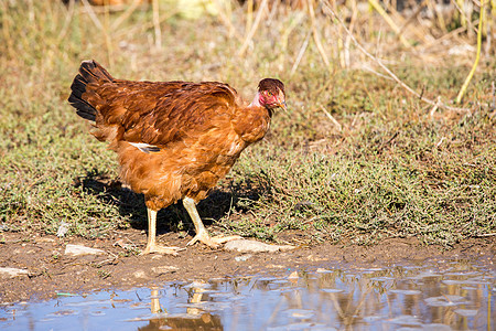 紧闭着一只躺下母鸡 在一片鲜绿的绿地上自由游荡食物场地房子家畜羽毛肉鸡农业农场公鸡粮食图片