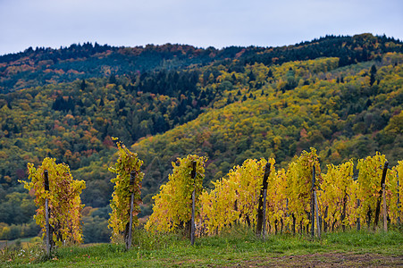 秋天的黄葡萄 法国阿尔萨斯农村栽培场地生产地区丘陵太阳晴天橙子国家图片