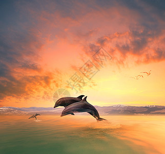 海豚情侣在海浪中跳跃 漂浮在Ai中间橙子黄色哺乳动物天堂太阳海洋生物生活天空飞溅海洋图片