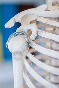 人类肩膀骨架模型肋骨科学胸部健康药品学习教育医院实验室骨骼图片