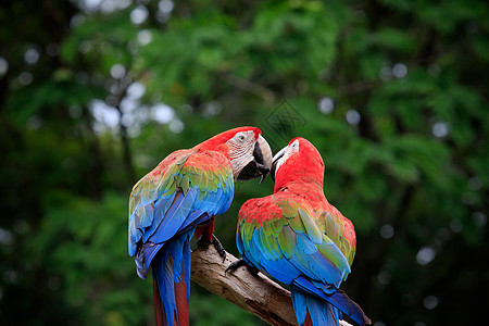 特写一对美丽的猩红色金刚鹦鹉鸟和羽毛生活情侣红色情人打扮热带荒野蓝色栖息图片