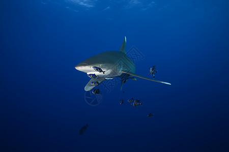 危险的大型大鲨鱼 水下猎物Egypr红海生物海洋气候生活游泳珊瑚旅游动作野生动物荒野图片