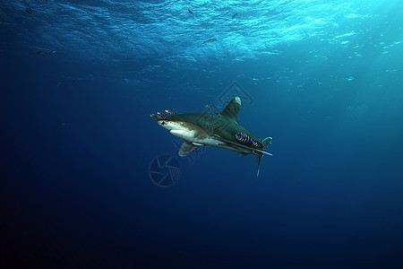 危险的大型大鲨鱼 水下猎物Egypr红海环境深海野生动物热带视频脊椎动物冒险游泳生物海底图片