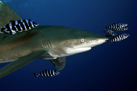 危险的大型大鲨鱼 水下猎物Egypr红海游泳珊瑚热带动作野生动物视频脊椎动物荒野蓝色盐水图片