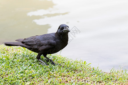 黑鸟乌鸦围在绿草地上 寻找摄像头图片
