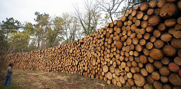 森林中的松树原木 火林作为可再生能源生态产品工作雨林桦木商品机器来源树干活力图片