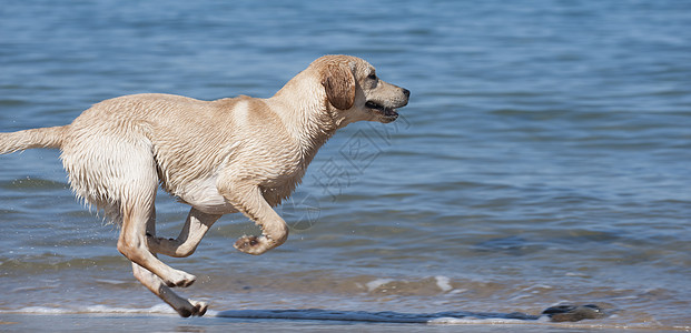 专注的年轻狗跑在海滩上支撑波浪地平线享受犬类宠物跑步遛狗热带猎犬图片