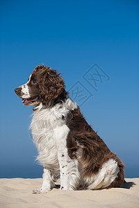 专注的年轻狗跑在海滩上地平线海滨假期遛狗冲浪猎犬享受乐趣走狗海水图片