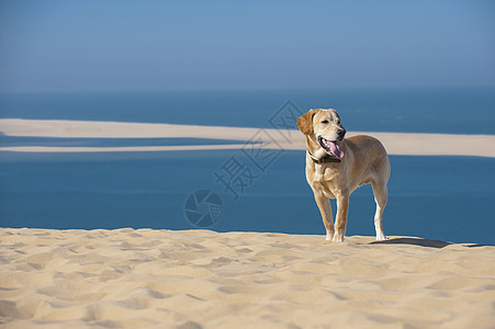 专注的年轻狗跑在海滩上遛狗宠物热带海水海岸乐趣动物海滨波浪支撑图片