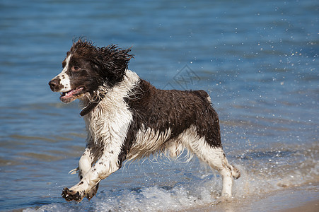 专注的年轻狗跑在海滩上天空犬类舌头地平线海岸走狗猎犬享受海水跑步背景