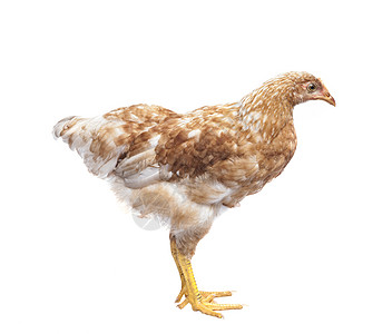 棕色母鸡的侧面视图 孤立白背景图片