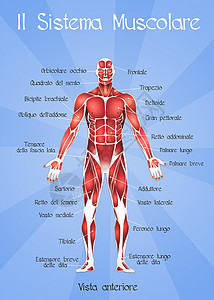 肌肉系统男性男人解剖学力量人体组织图表科学身体运动图片