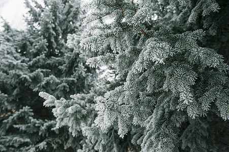 圣诞背景 有雪白的fir树图片