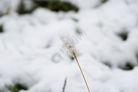 雪山下的绿草场景植物风景天气寒意地面国家寒冷生长叶子背景图片