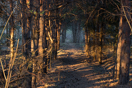 山体森林中的徒步走道场景人行道隧道荒野墙纸踪迹季节薄雾小路迷雾图片