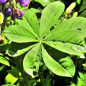 绿叶 加上水滴雨滴涟漪环境生活生长太阳生态液体反射植物图片