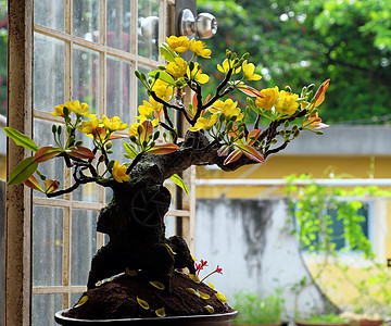 越南春花 泥土杏花花农历杏花黏土阴影文化艺术品装饰花朵人造花新年图片