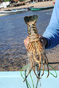 洛斯科巴诺斯海滩的龙虾渔夫旅游海岸线古董食物波浪地板商业港口会议钓鱼图片