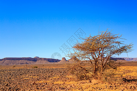 美丽的摩洛哥山地风景 前方有acacia树蓝天沙漠地平线荆棘全景阳光旅行土地山脉旅游图片