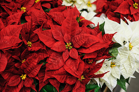 红花和白花 圣诞明星假期传统风格植物群季节装饰庆典植物花瓣礼物图片