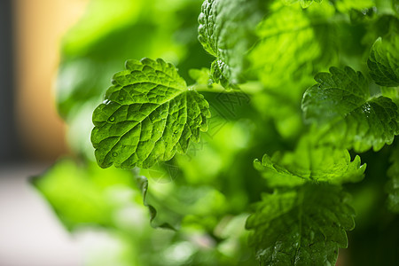 绿色新鲜美莉莎食物植物香气味道芳香桌子香脂香料植物群植被图片