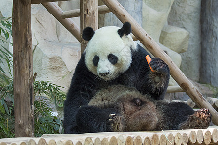 大自然背景的熊猫图像 野兽野生动物动物公园毛皮荒野森林婴儿热带栖息地哺乳动物图片