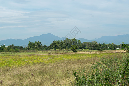 和有蓝天的山岳生态农业草地树木农业天气高度小路叶子植被森林图片