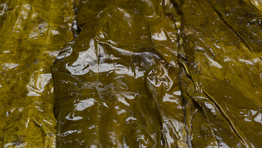 大叶海藻大湿海带叶用于包裹和健康的生活方式藻类蔬菜海藻水生植物基础植物工作叶子宏观美食背景