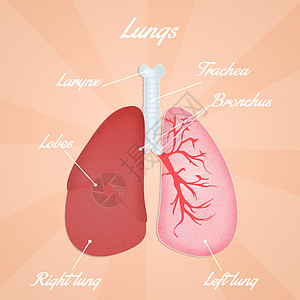 肺部插图图片