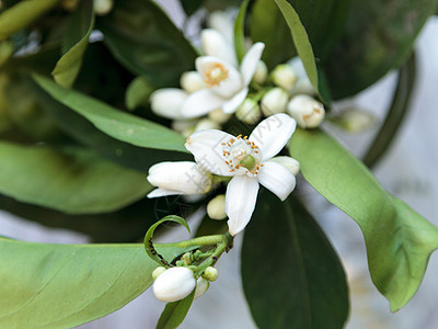 白香橙花花瓶香味水果橙花香水绿色芳香仿古图片