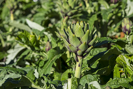 阿尔提OK季节生长美食食物保险杠叶子蔬菜宏观绿茶植物图片