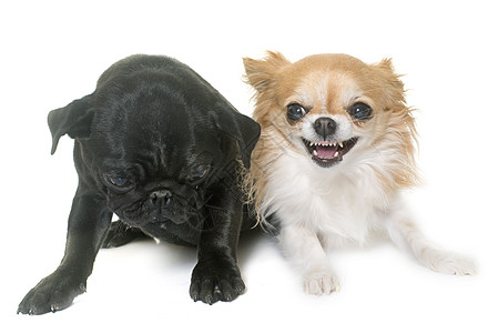 小狗黑猪和吉娃娃宠物黑色动物咆哮牙齿工作室图片