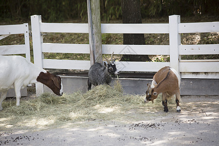 山羊好奇心鼻子哺乳动物家畜农场牧场国家多样性喇叭农田图片