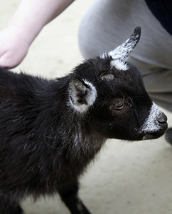 山羊牧场鼻子场地生物宠物动物好奇心多样性哺乳动物喇叭图片