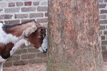 山羊农场土地家畜动物奶制品国家多样性喇叭生物宠物图片