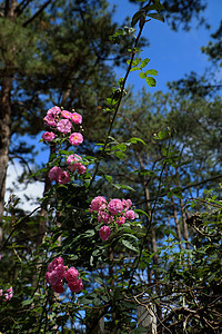 Dalat市的粉红玫瑰花朵栅栏格子花枝植物园林旅行玫瑰街道障碍松林图片