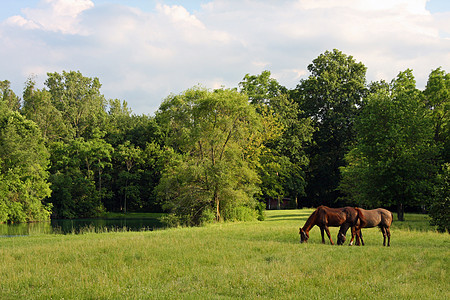 草地里的马匹速度力量跑步天空马术板栗鬃毛尾巴场地日落图片