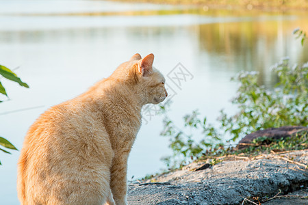 生活在公园自然界的猫旅游宠物头发森林景点猫科动物乐趣居住小猫条纹图片