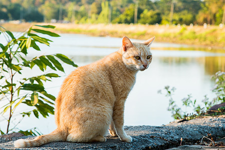 生活在公园自然界的猫哺乳动物动物眼睛条纹头发荒野森林花园微笑乐趣图片